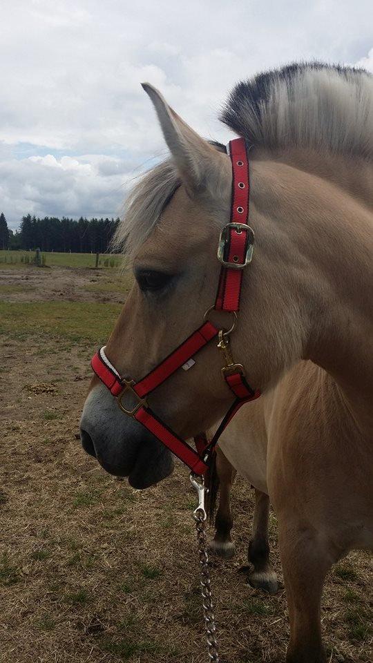 Fjordhest Josefine billede 14