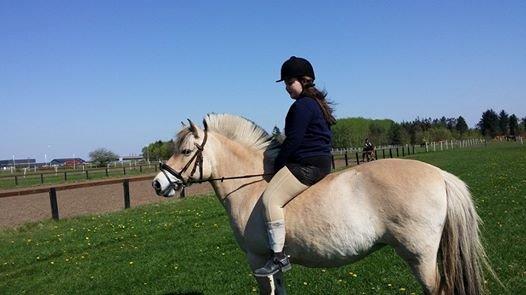 Fjordhest Josefine billede 1