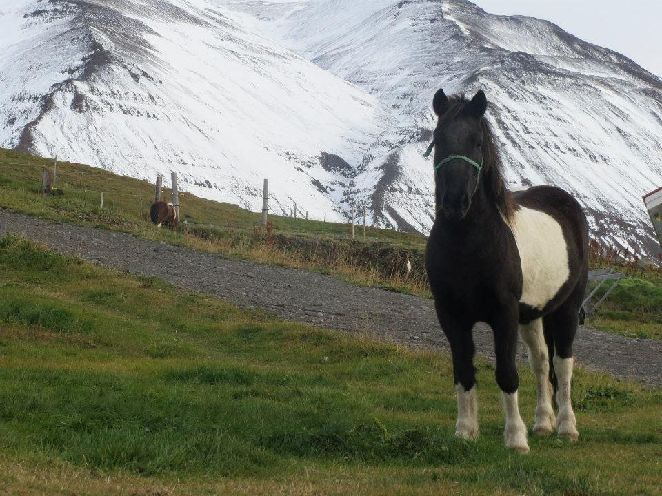 Islænder Hannibal frá Höskuldsstaðum - Island billede 1