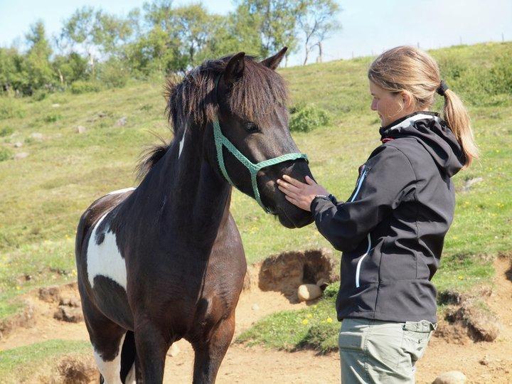 Islænder Hannibal frá Höskuldsstaðum - Island billede 2