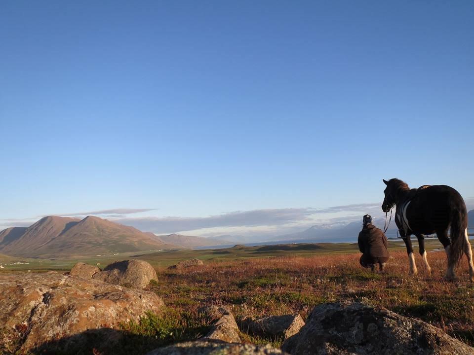 Islænder Hannibal frá Höskuldsstaðum - Sidste sommer på Island (2013) billede 3