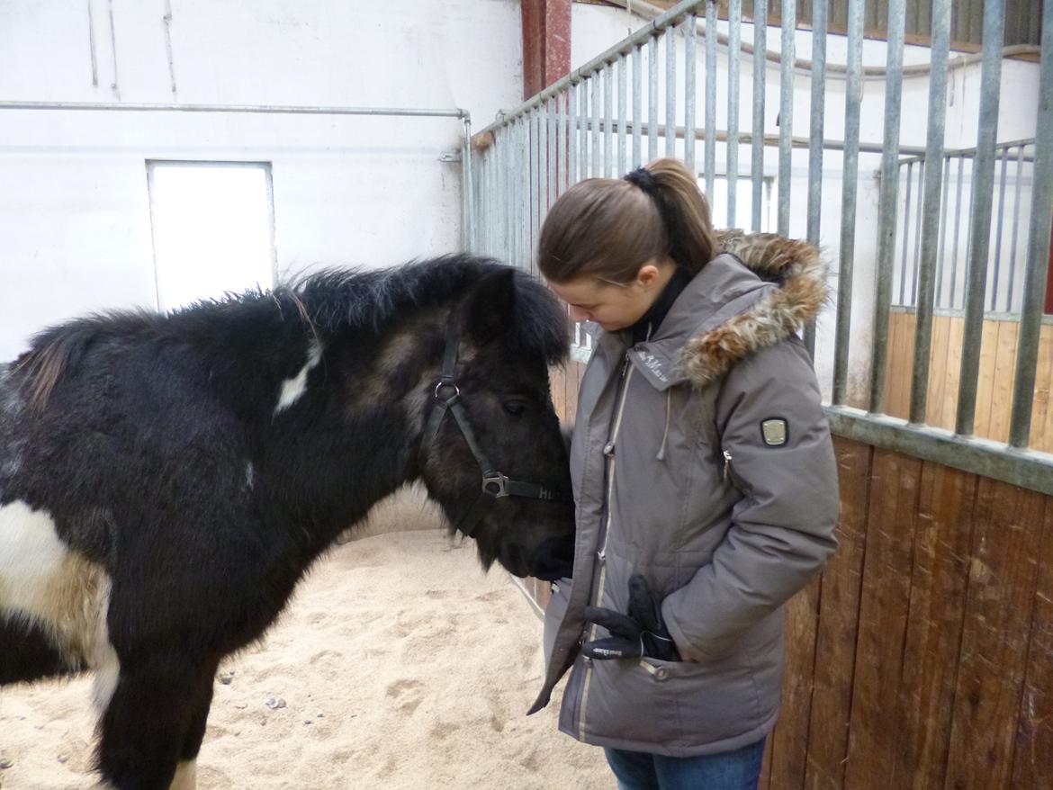 Islænder Hannibal frá Höskuldsstaðum - En MEGET træt Hannibal efter en lang tur med fly, efterfulgt af en 5 timers køretur billede 5