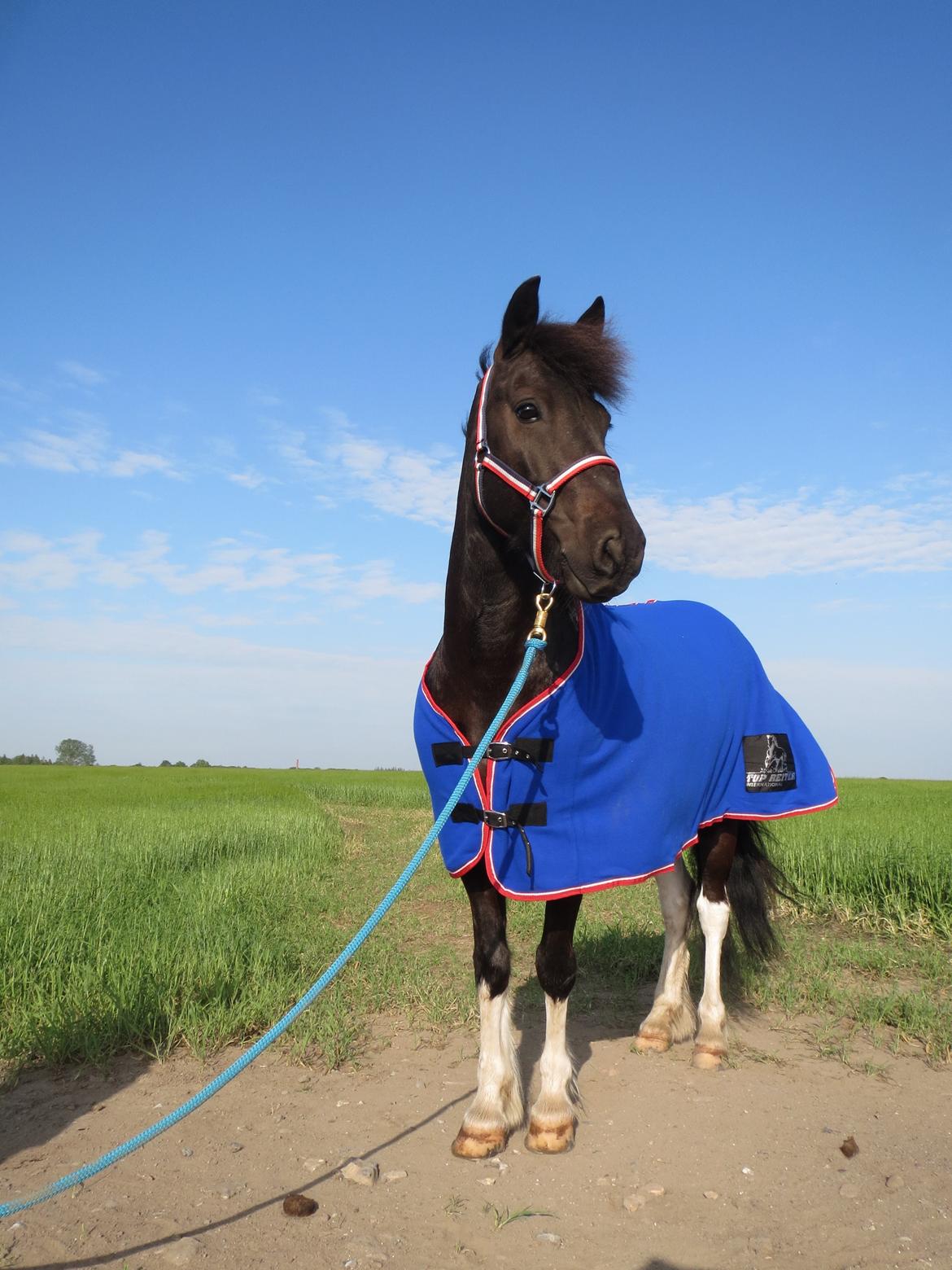 Islænder Hannibal frá Höskuldsstaðum billede 7