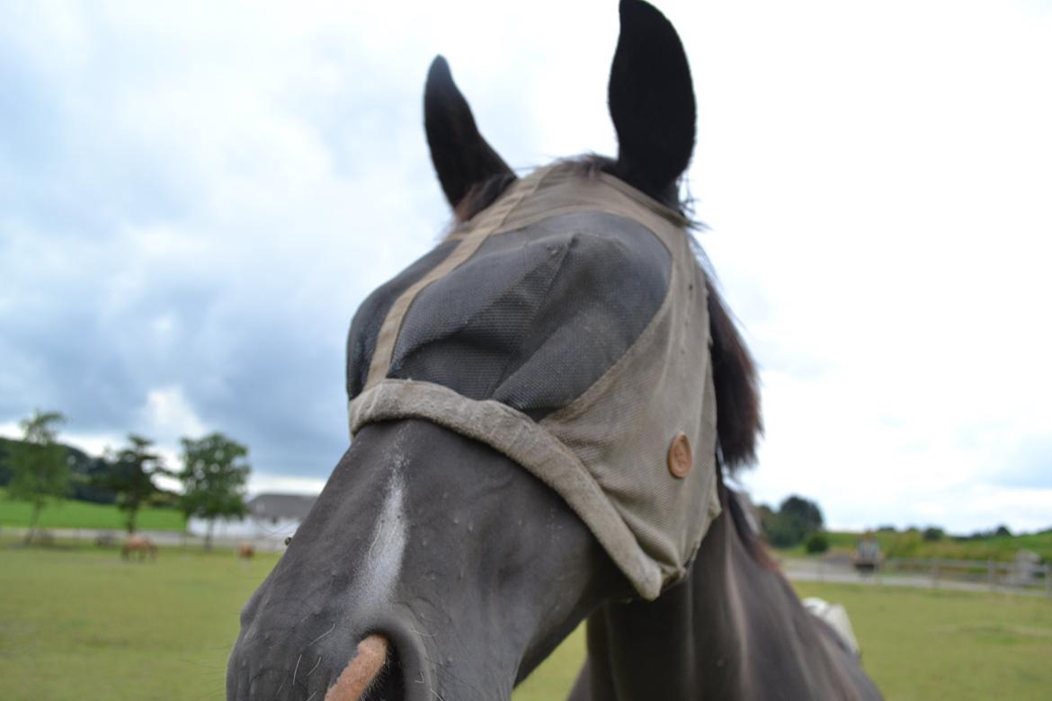 Dansk Varmblod Zsa zsa billede 21