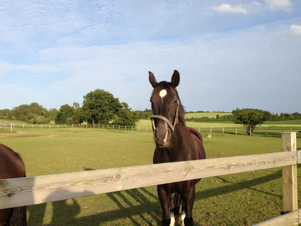 Dansk Varmblod Zsa zsa billede 22