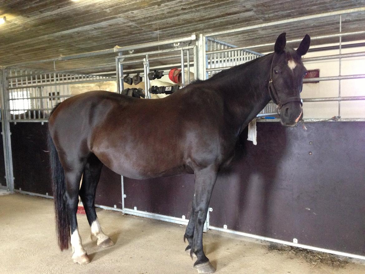 Dansk Varmblod Zsa zsa billede 23