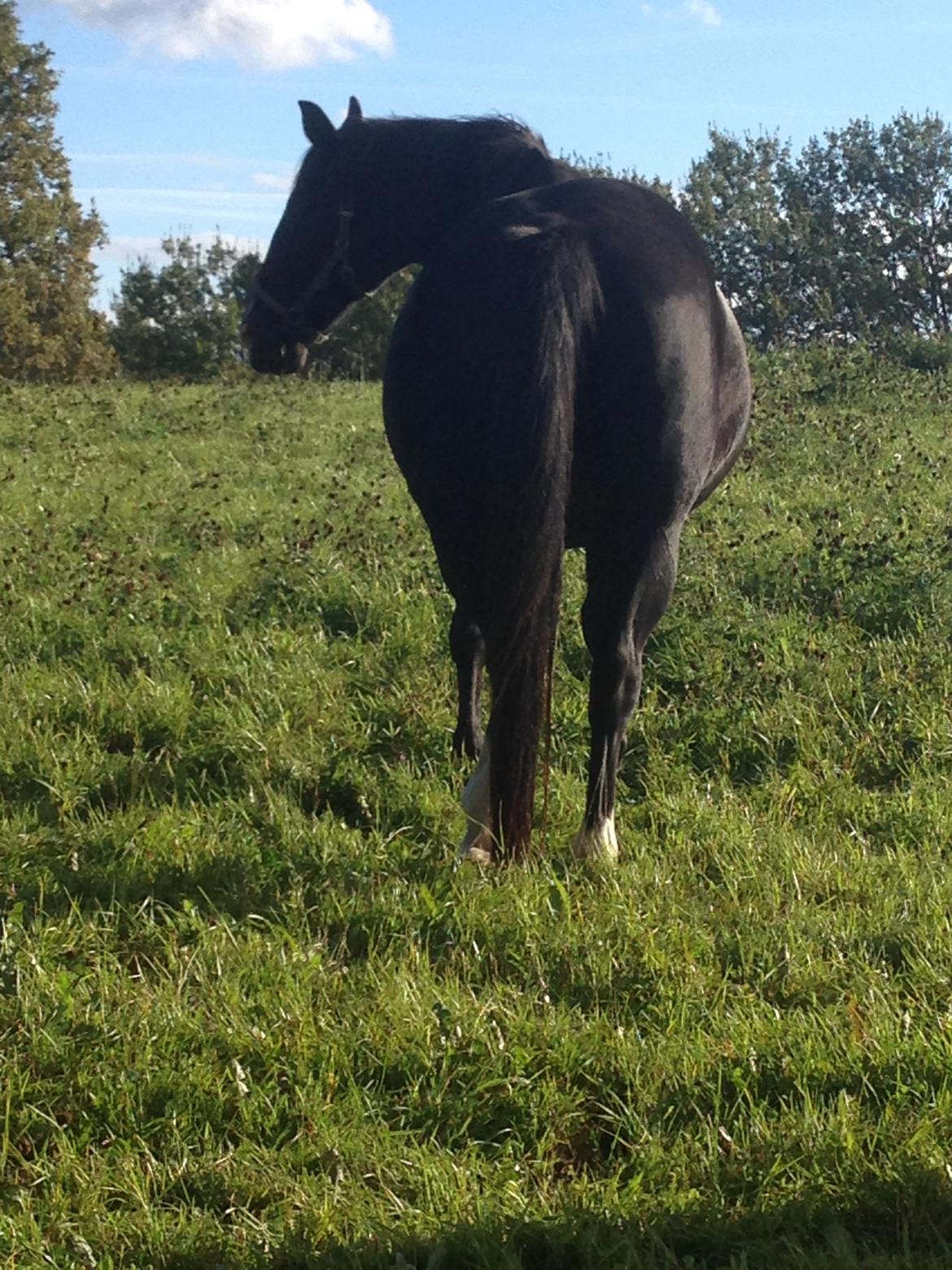 Dansk Varmblod Zsa zsa billede 24