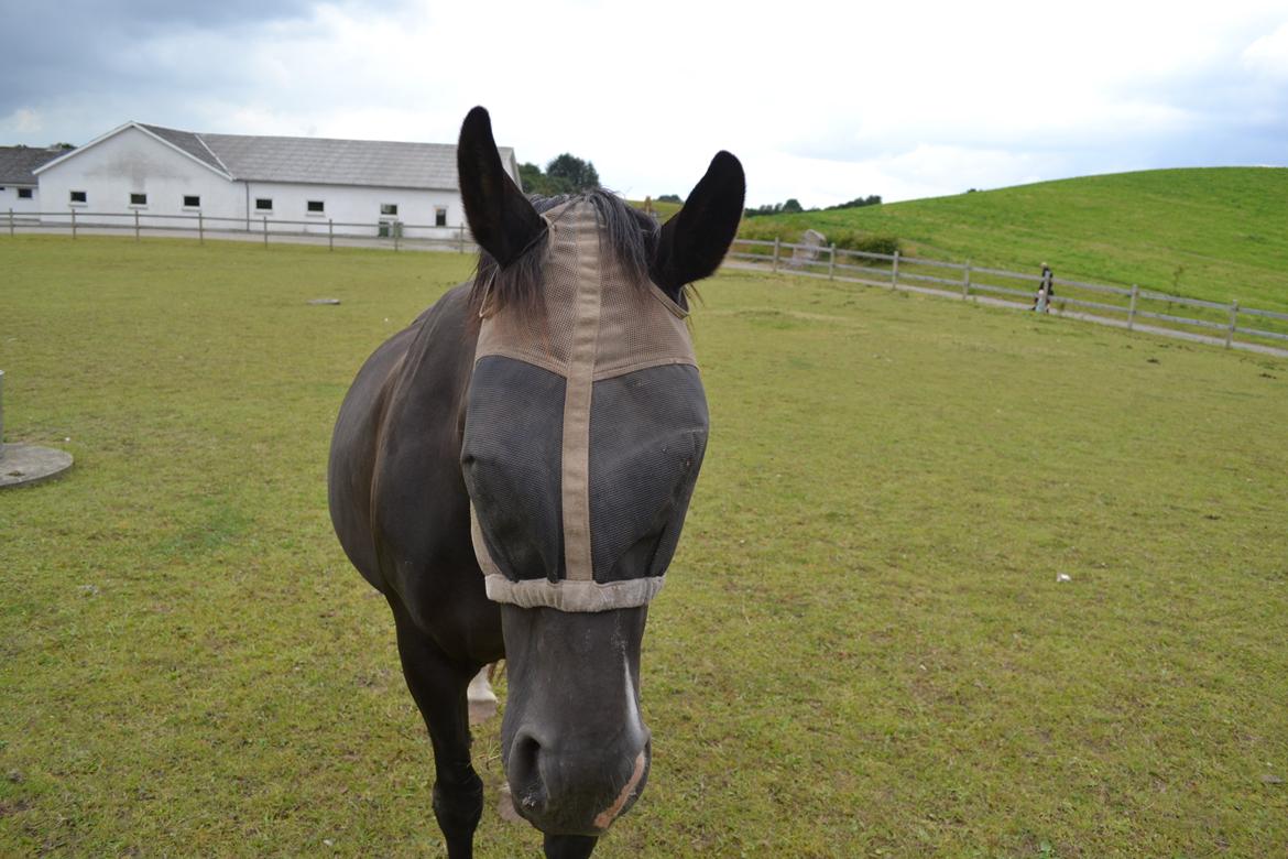Dansk Varmblod Zsa zsa billede 20