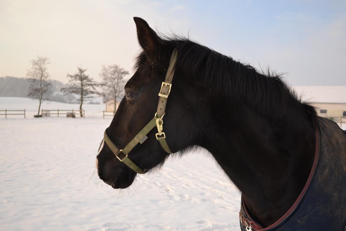 Dansk Varmblod Zsa zsa billede 1