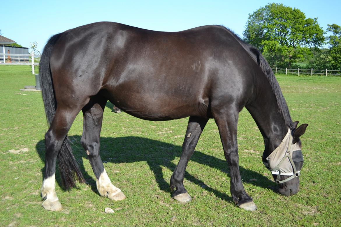 Dansk Varmblod Zsa zsa billede 25