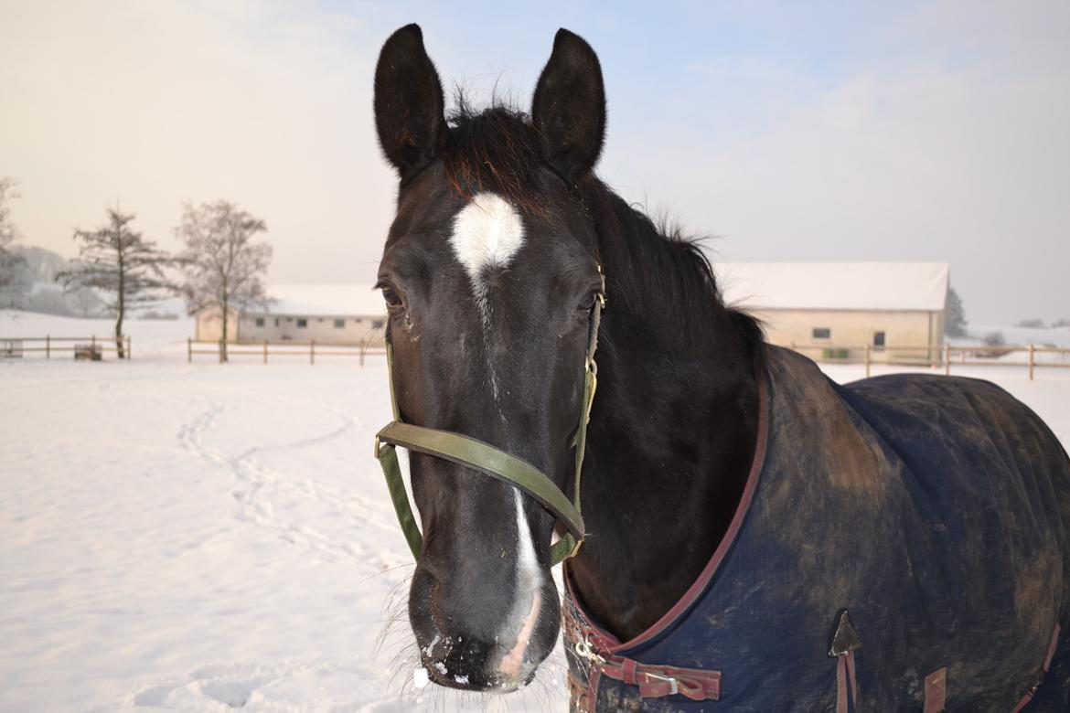 Dansk Varmblod Zsa zsa billede 26