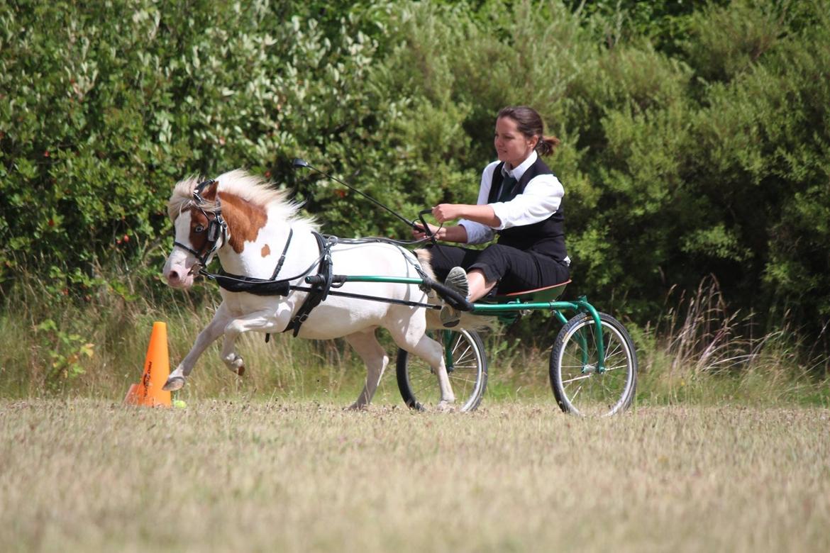 Dansk Miniature Egehøjs Sir Romance - Toppekørsel til cup II, juni '14 billede 6