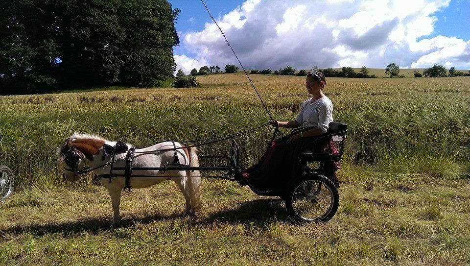 Dansk Miniature Egehøjs Sir Romance - Show til eventyr på Tirsbæk Gods, juni '14 billede 9