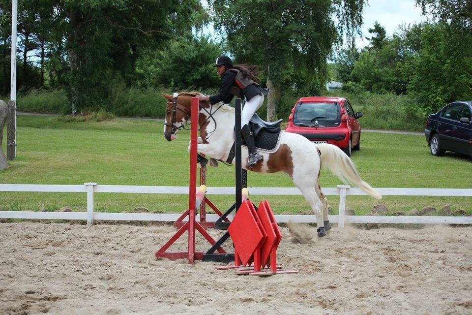 Pinto Acondo Højgaard  - Altid en PERFEKT stjerne redderr mig ALTID!! Elsker min pinto forever!!  klubmesterskab VOSK 2014 billede 10