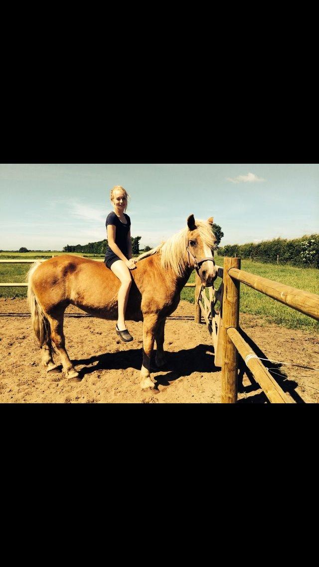 Haflinger Lise billede 14