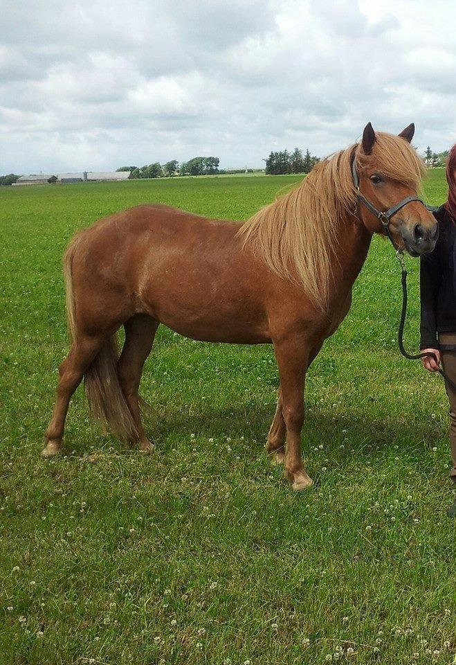 Islænder Freyja fra vestergård billede 2