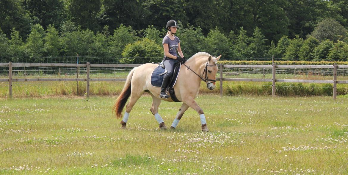 Fjordhest Haugård Stella - 29. juni 2014 billede 11