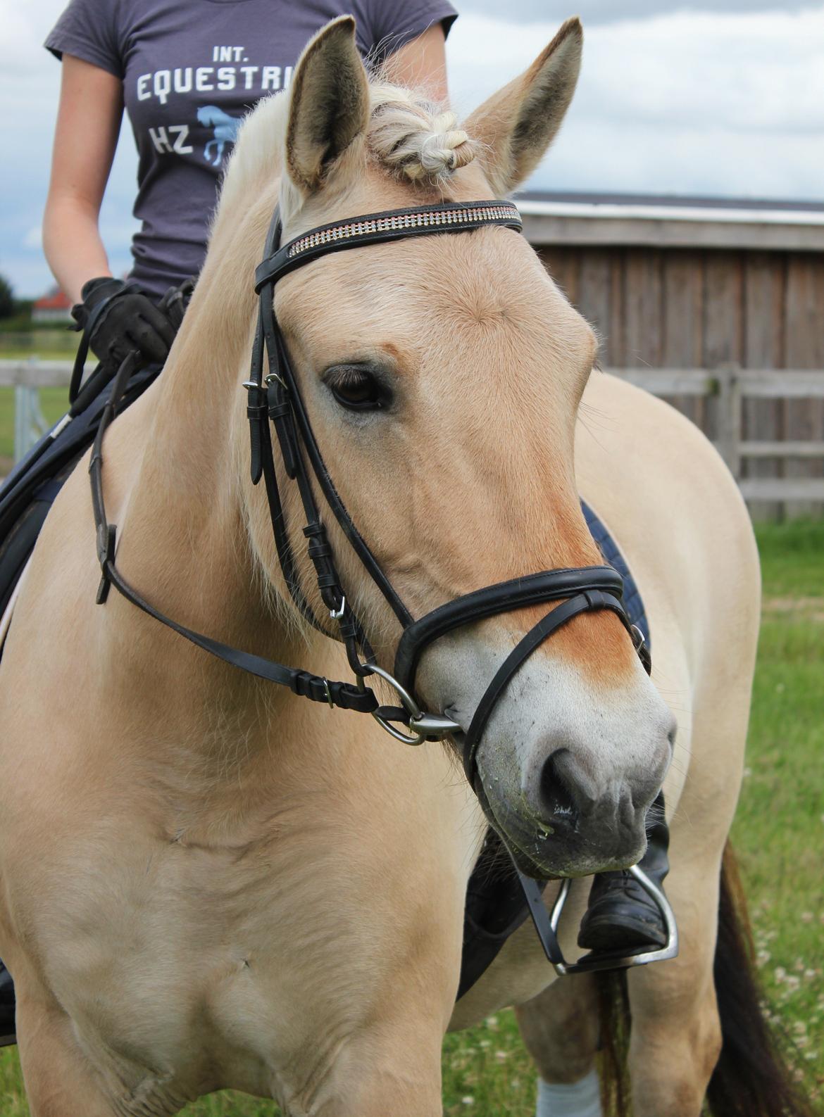 Fjordhest Haugård Stella billede 3