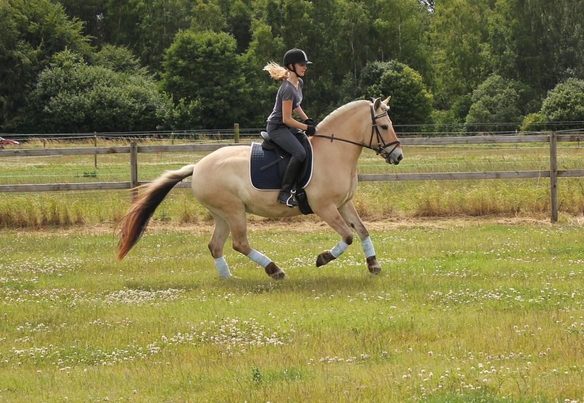 Fjordhest Haugård Stella - 29. juni 2014 billede 2