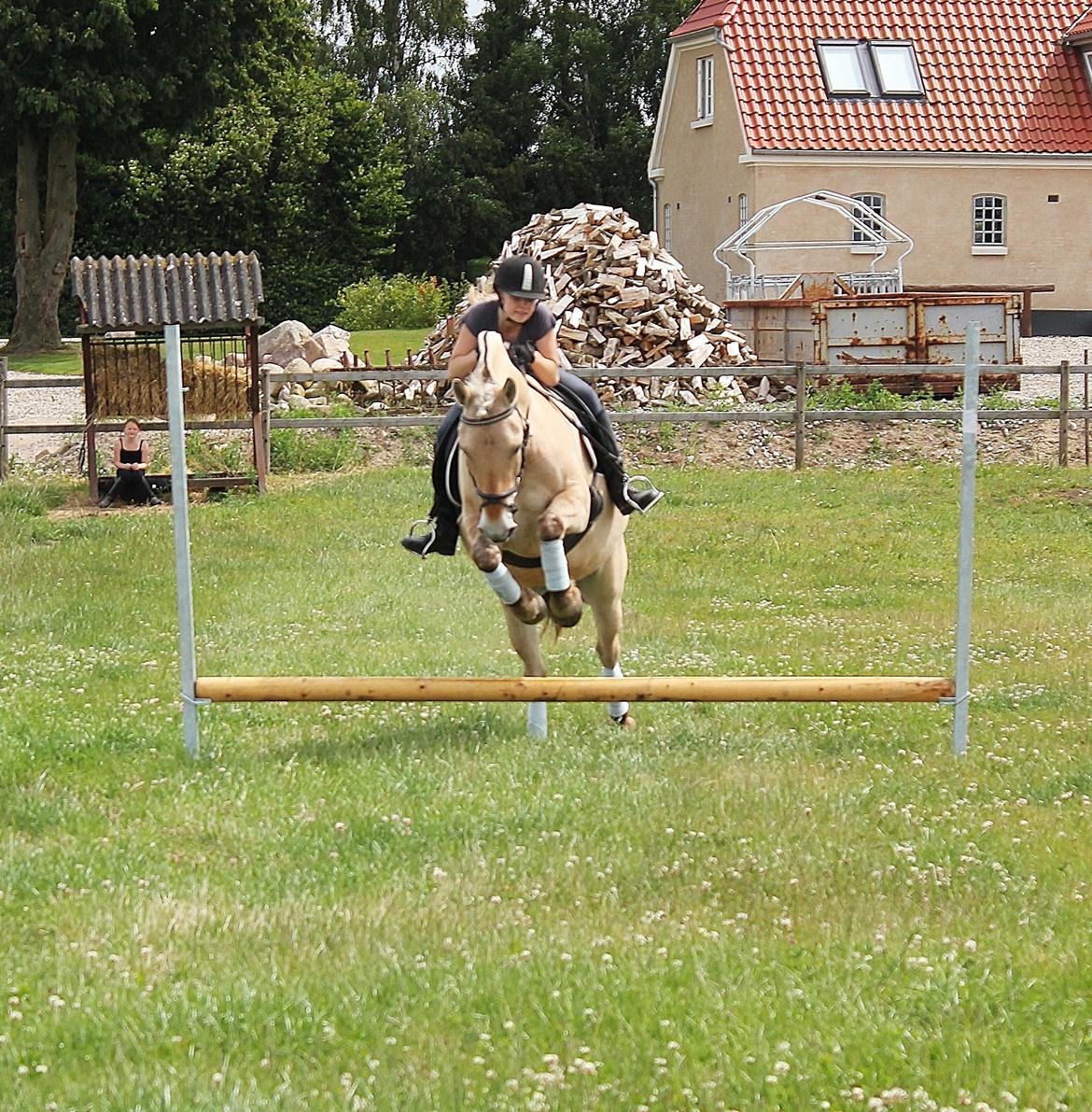 Fjordhest Haugård Stella - 29. juni 2014 billede 6