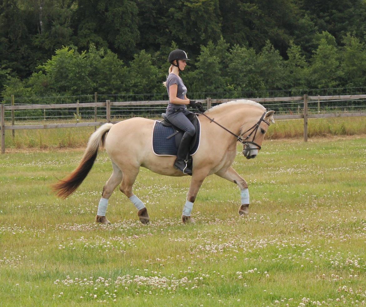 Fjordhest Haugård Stella - 29. juni 2014 billede 8