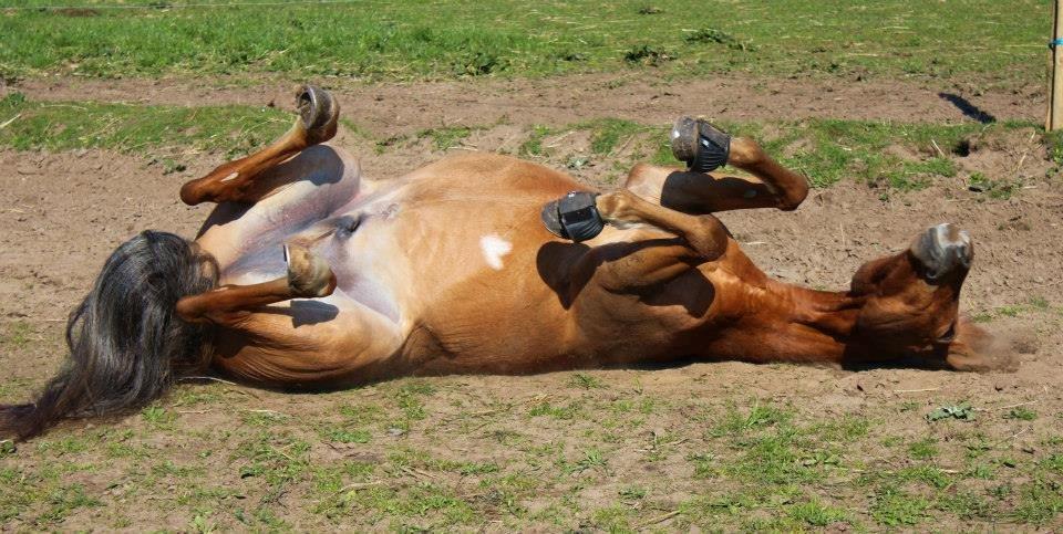 DSP Larsmindes Filanté billede 3