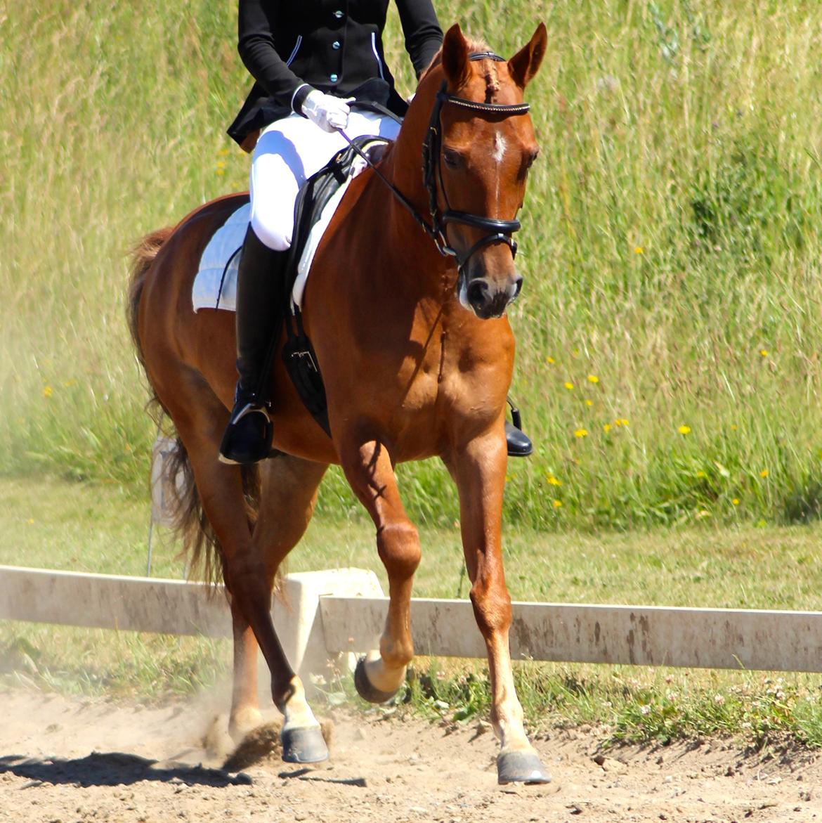 DSP Larsmindes Filanté - Bassen vinder LB2 for hest i REB 22/6 2014 billede 1