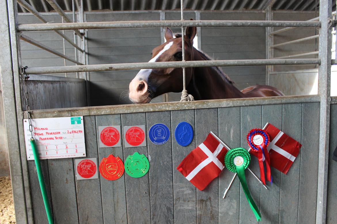 New Forest Koedijks Milano *Låner* - Milano i boksen efter SJM billede 3