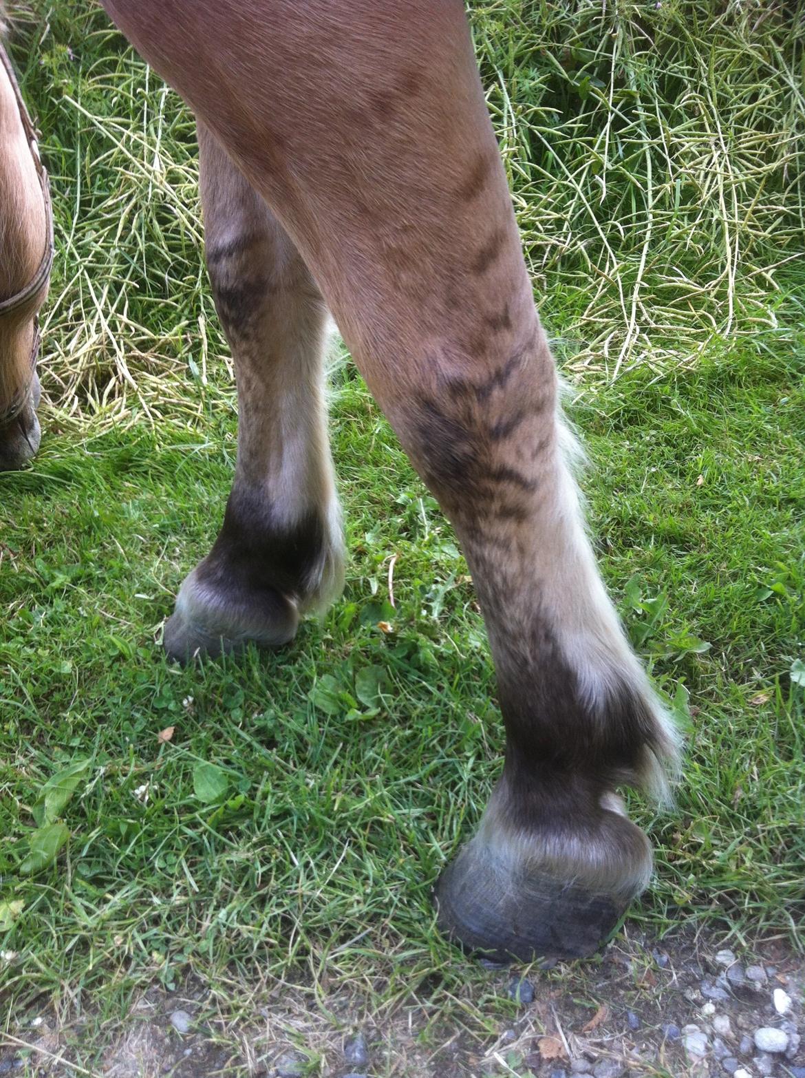 Anden særlig race Charlie - Zebrastribede ben . :O :O !? billede 22