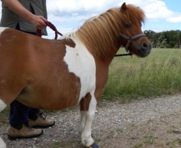 Anden særlig race Line - Tykke Line :O  billede 4