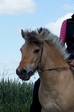 Anden særlig race Charlie billede 1