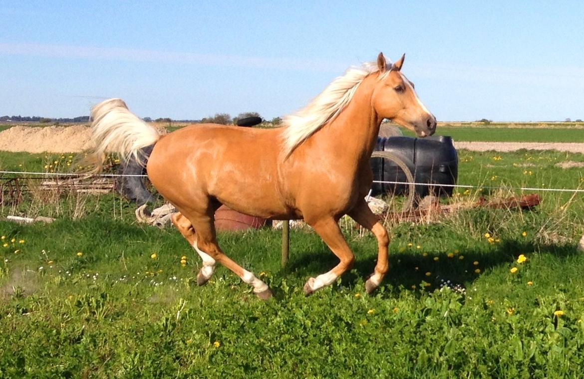 Palomino Billy the kid billede 46