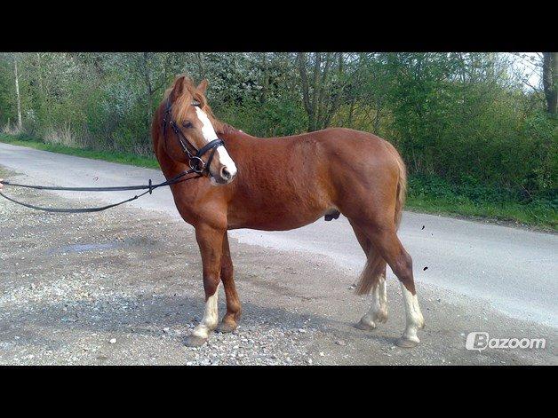 Anden særlig race Trevano billede 1