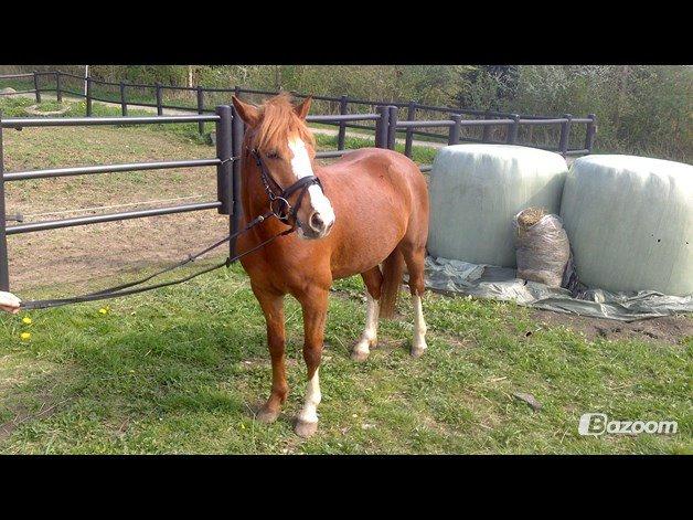 Anden særlig race Trevano billede 2