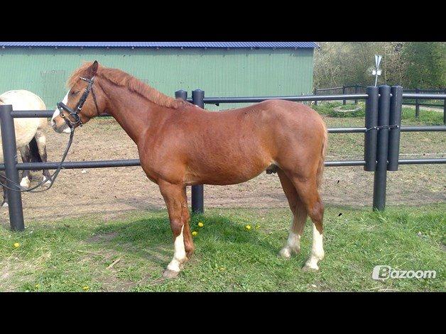 Anden særlig race Trevano billede 3