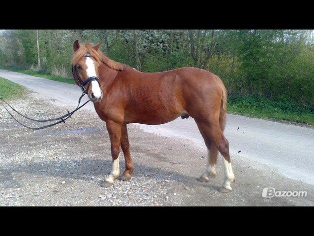 Anden særlig race Trevano billede 4