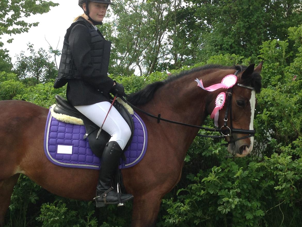 Anden særlig race Maddie billede 30