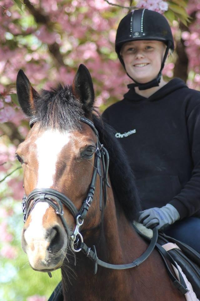 Anden særlig race Maddie billede 31