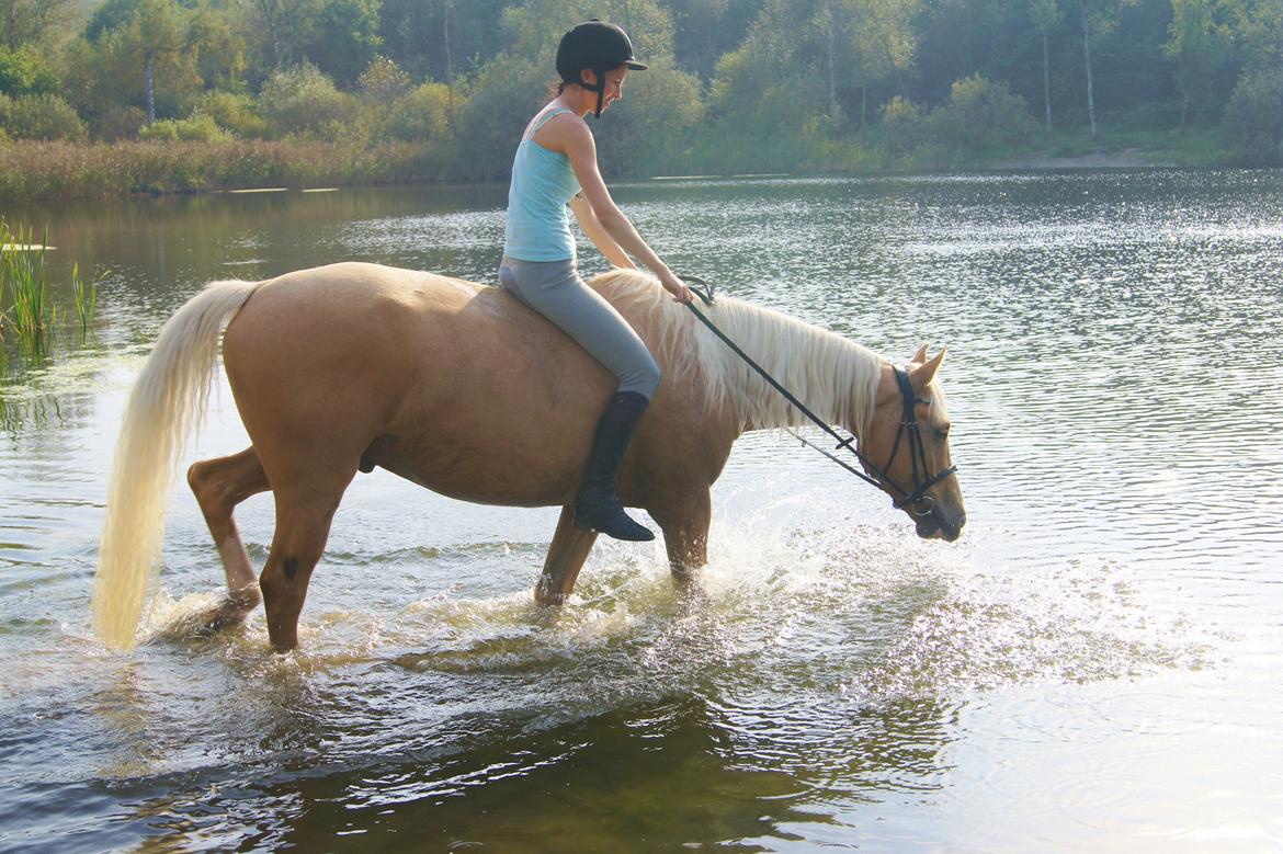 Palomino Billy the kid billede 36