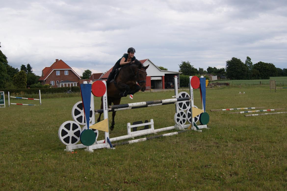 Anden særlig race Rapsodia - Vild springkarriere forude Rapse-pigen  billede 23