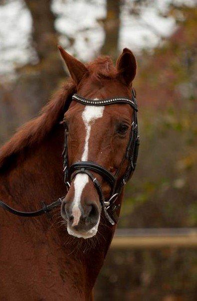 Holstener Le Poul billede 5