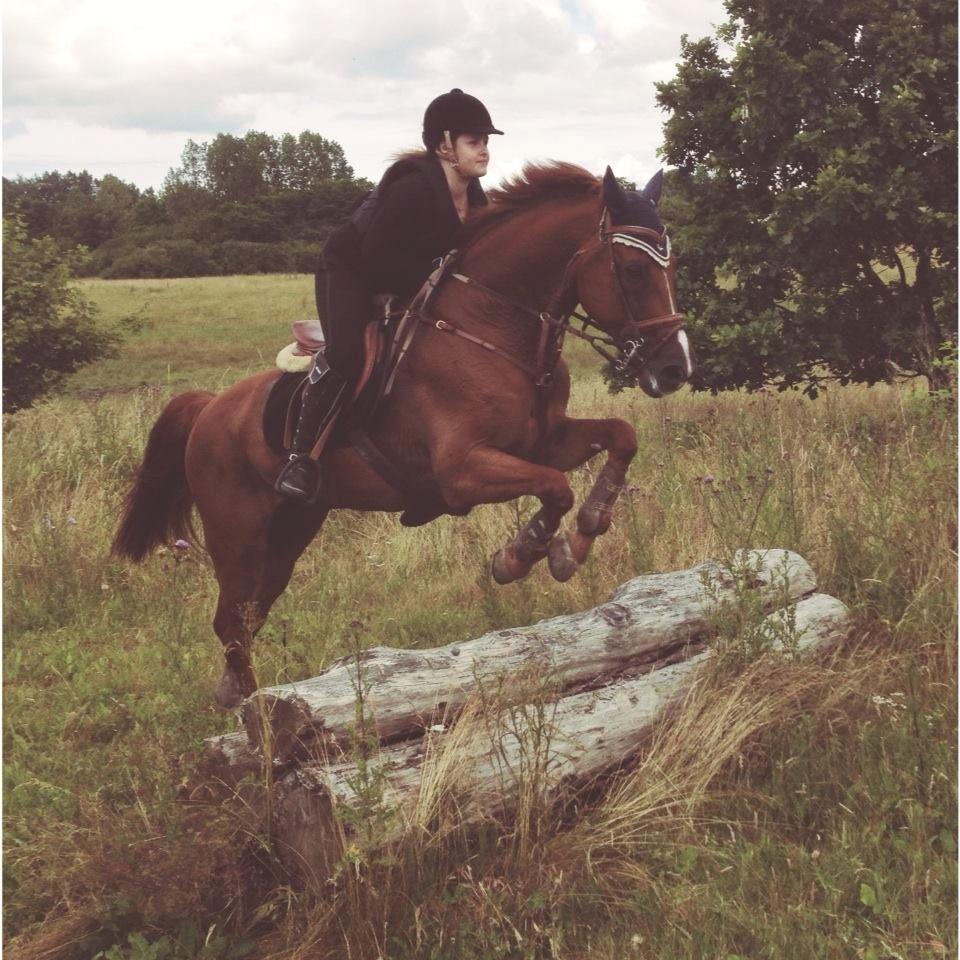 Holstener Le Poul billede 12