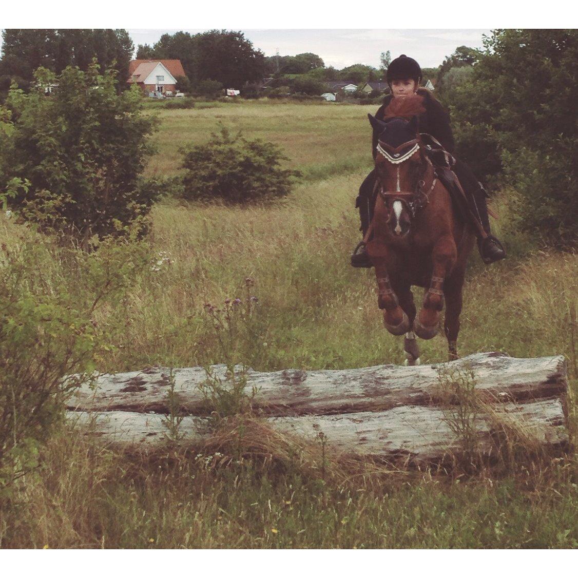 Holstener Le Poul billede 8