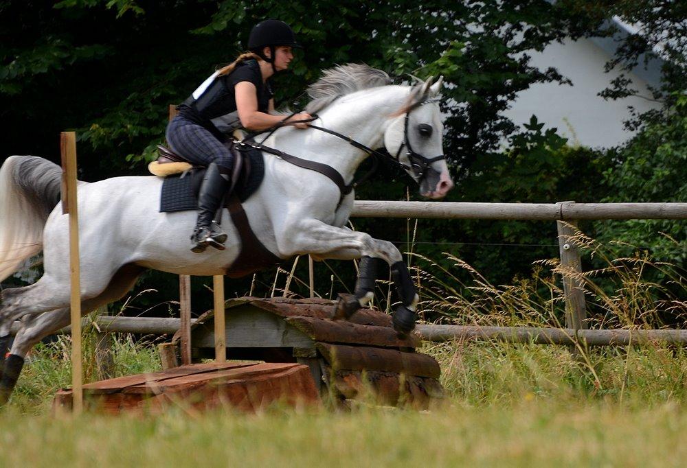 Arabisk fuldblod (OX) TIL MINDE om Gaudeamus - Skårup Overgård 2014 billede 37