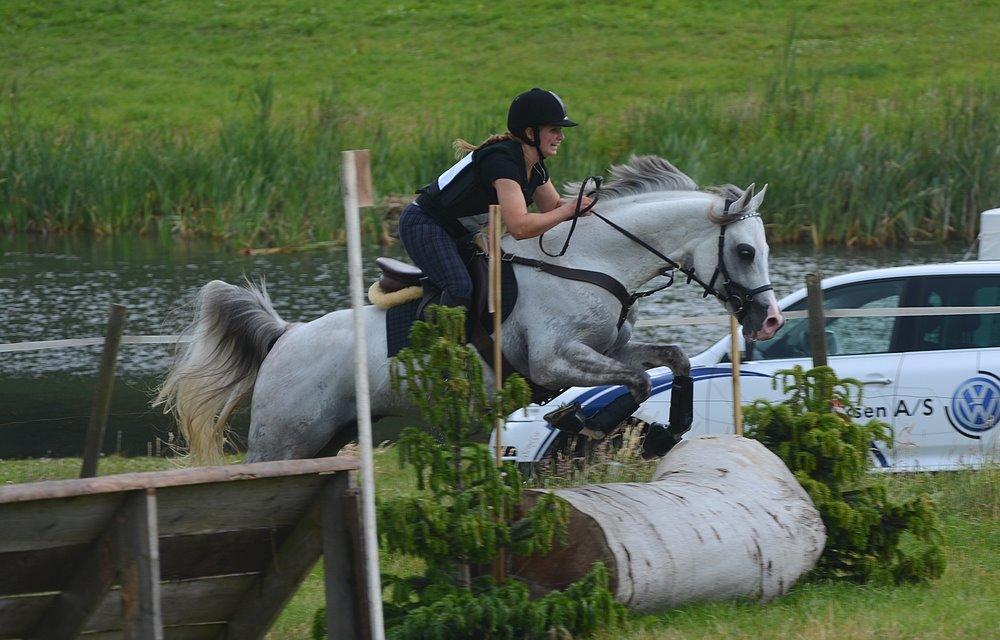 Arabisk fuldblod (OX) TIL MINDE om Gaudeamus - Skårup Overgård 2014 billede 8