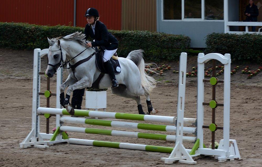 Arabisk fuldblod (OX) TIL MINDE om Gaudeamus - Skårup Overgård 2014. 3 dagsstævne billede 41