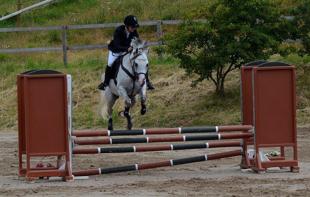 Arabisk fuldblod (OX) TIL MINDE om Gaudeamus - Skårup Overgård 2014. 3 dagsstævne billede 43