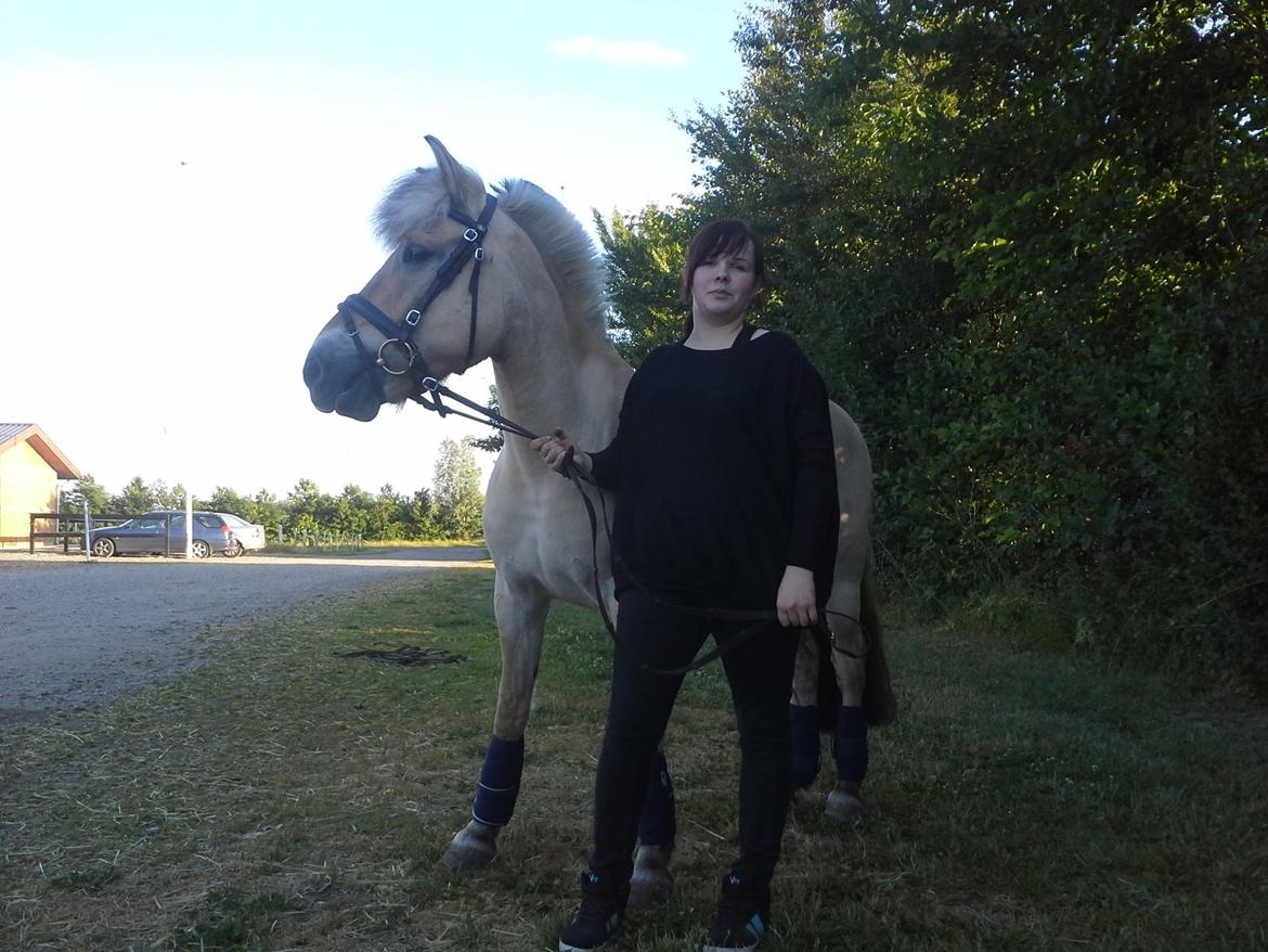 Fjordhest Macur (R.I.P 02-07-2014) billede 8