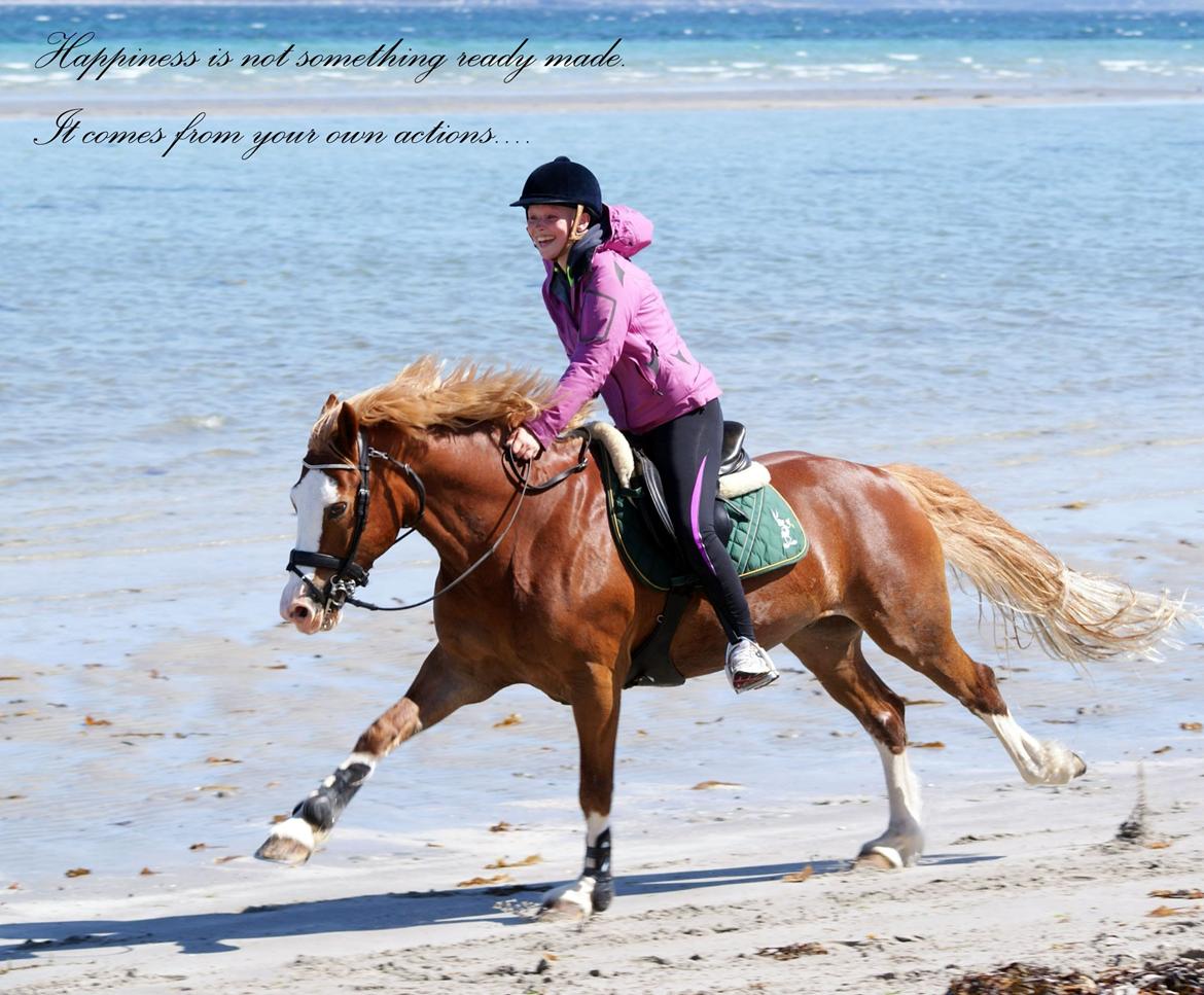 Welsh Cob (sec D) Oppheims Lorenzo billede 1