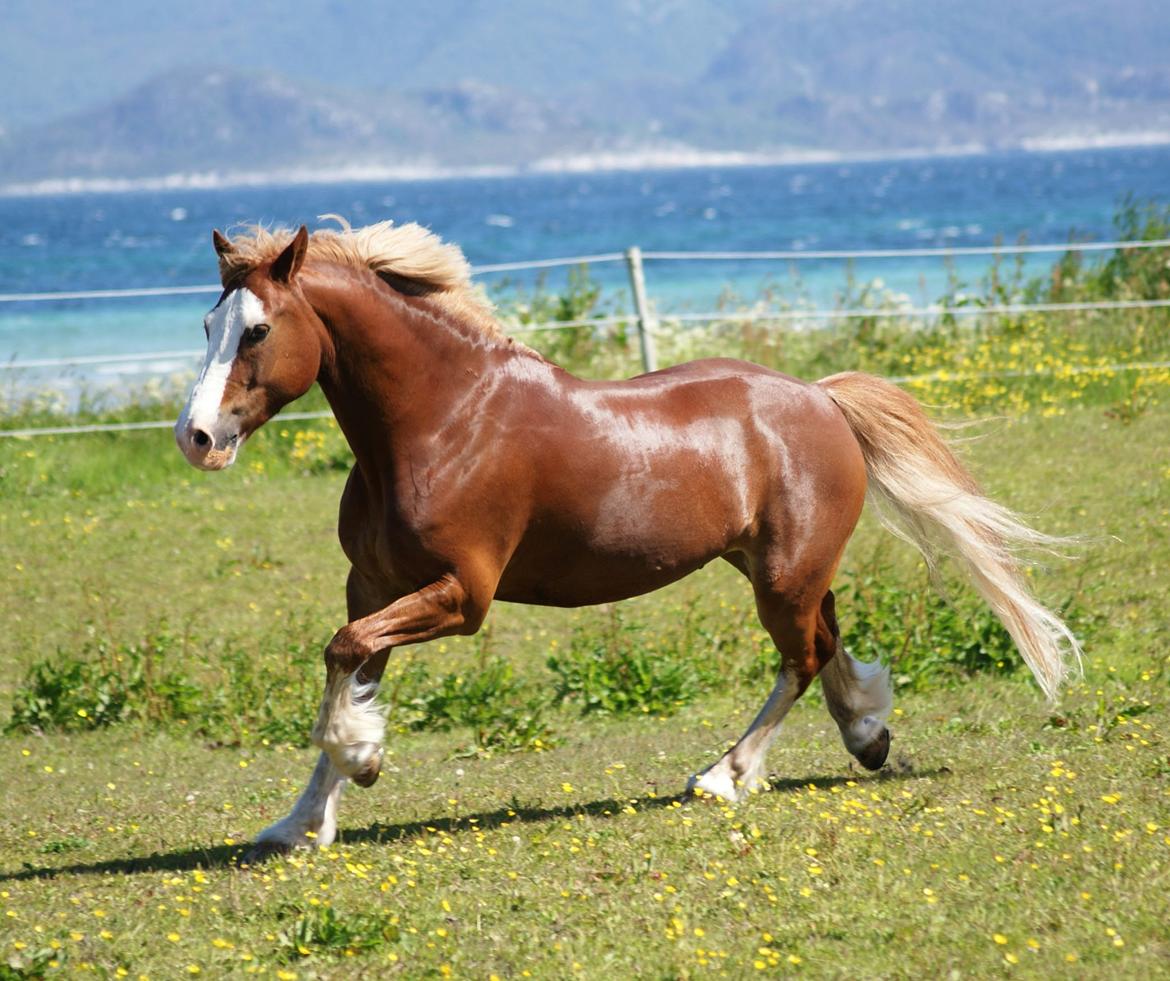 Welsh Cob (sec D) Oppheims Lorenzo billede 16